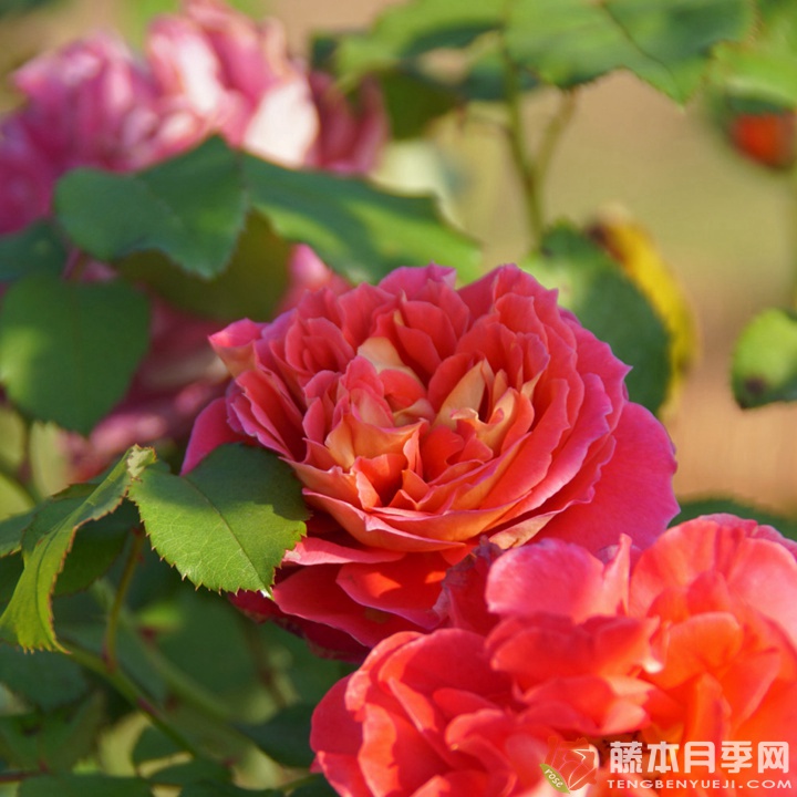 蕾娜·萨穆郁Reine Sammut 蕾娜·萨穆郁Reine Sammut
