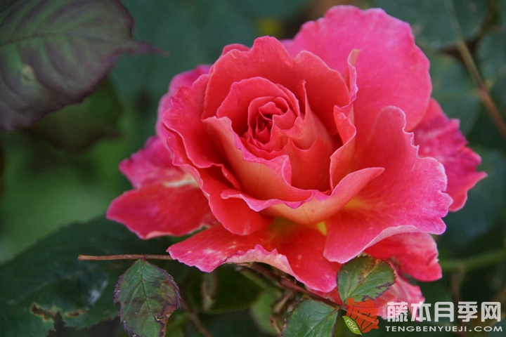 蕾娜·萨穆郁Reine Sammut 蕾娜·萨穆郁Reine Sammut