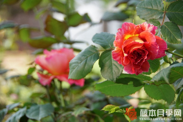 蕾娜·萨穆郁Reine Sammut 蕾娜·萨穆郁Reine Sammut