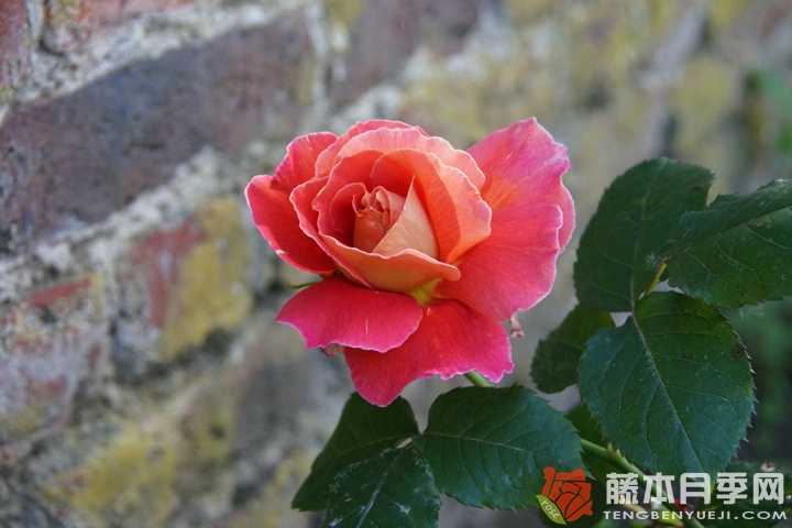 蕾娜·萨穆郁Reine Sammut 蕾娜·萨穆郁Reine Sammut