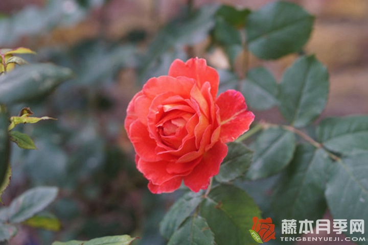 蕾娜·萨穆郁Reine Sammut 蕾娜·萨穆郁Reine Sammut