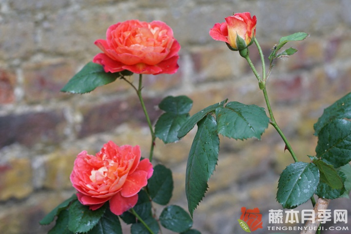 蕾娜·萨穆郁Reine Sammut 蕾娜·萨穆郁Reine Sammut