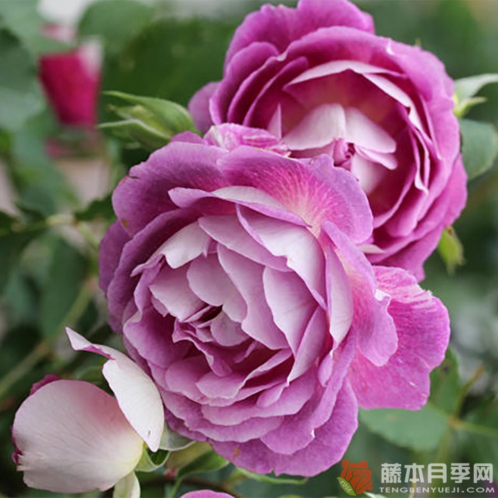 奥菲欧Orfeo 奥菲欧Orfeo