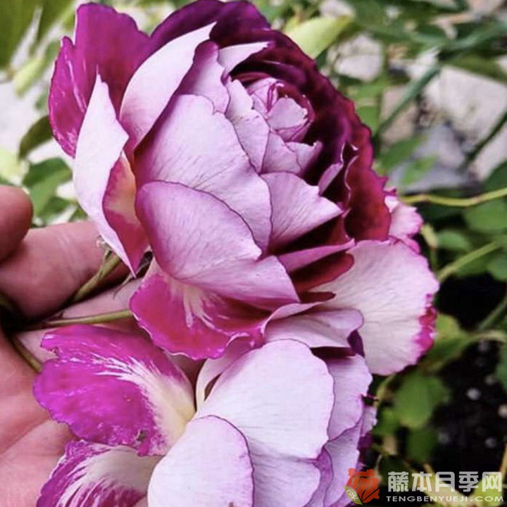 奥菲欧Orfeo 奥菲欧Orfeo