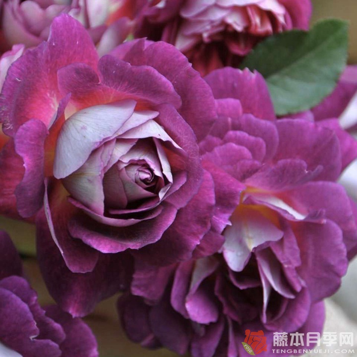 奥菲欧Orfeo 奥菲欧Orfeo