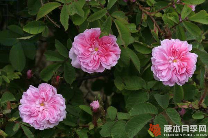 詹姆斯.米切尔 JAMES MITCHELL 詹姆斯.米切尔 JAMES MITCHELL
