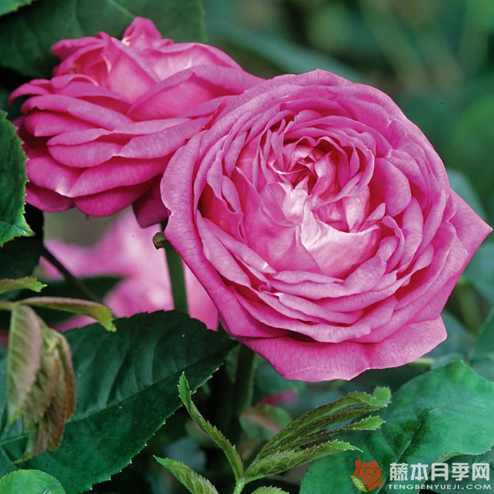 詹姆斯.米切尔 JAMES MITCHELL 詹姆斯.米切尔 JAMES MITCHELL