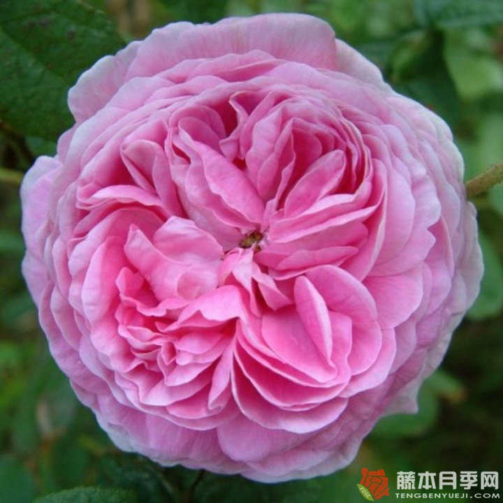 詹姆斯.米切尔 JAMES MITCHELL 詹姆斯.米切尔 JAMES MITCHELL