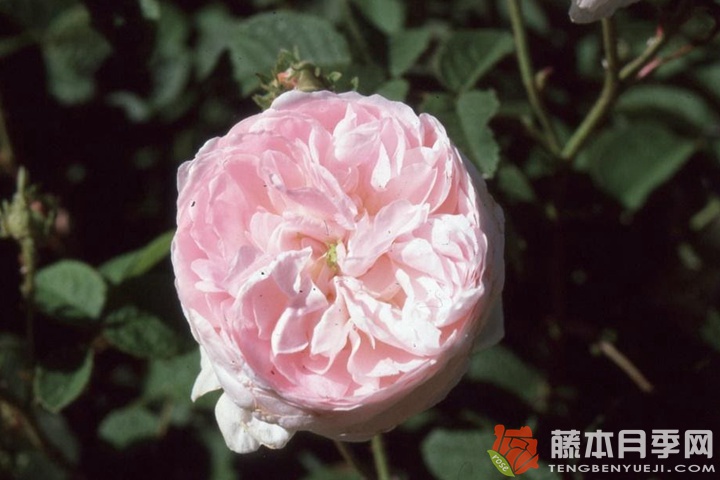拜耳伊西斯/美女伊希斯 拜耳伊西斯/美女伊希斯