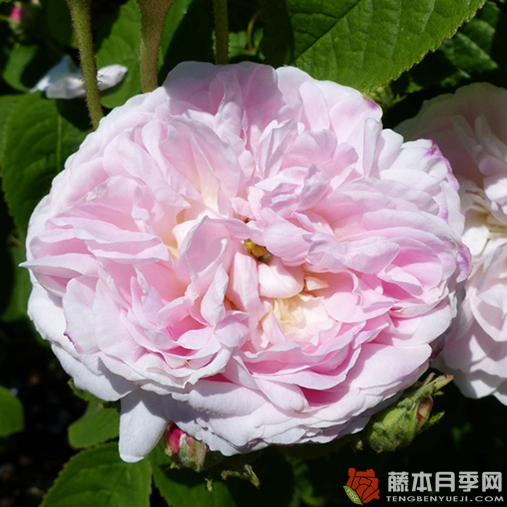 拜耳伊西斯/美女伊希斯 拜耳伊西斯/美女伊希斯
