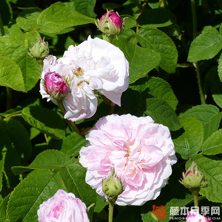 拜耳伊西斯/美女伊希斯 拜耳伊西斯/美女伊希斯