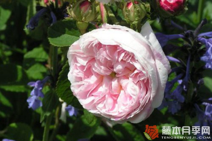拜耳伊西斯/美女伊希斯 拜耳伊西斯/美女伊希斯