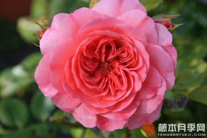 粉红斯瓦尼/粉红斯娃妮 粉红斯瓦尼/粉红斯娃妮