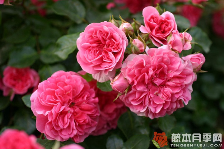 粉红斯瓦尼/粉红斯娃妮 粉红斯瓦尼/粉红斯娃妮