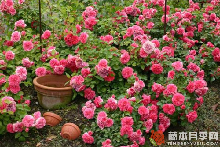 粉红斯瓦尼/粉红斯娃妮 粉红斯瓦尼/粉红斯娃妮