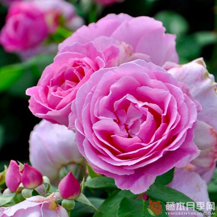 恩底弥翁 ENDYMION 恩底弥翁 ENDYMION