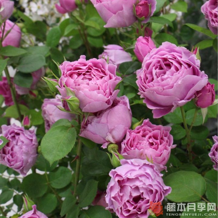 恩底弥翁 ENDYMION 恩底弥翁 ENDYMION