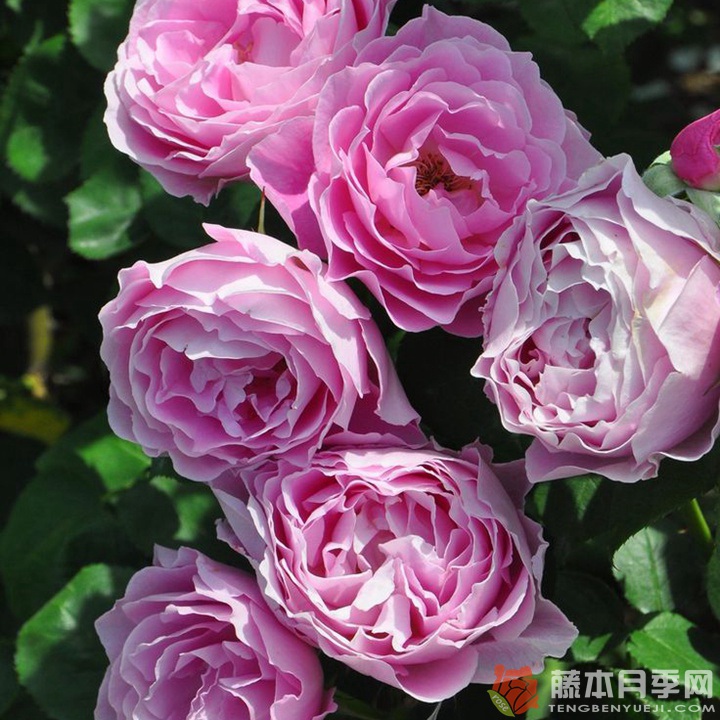 恩底弥翁 ENDYMION 恩底弥翁 ENDYMION