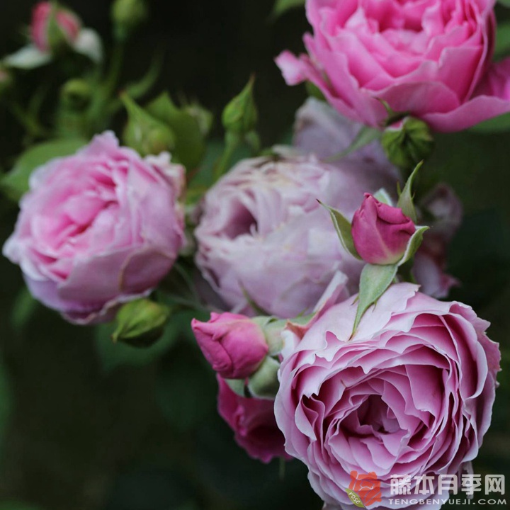 恩底弥翁 ENDYMION 恩底弥翁 ENDYMION