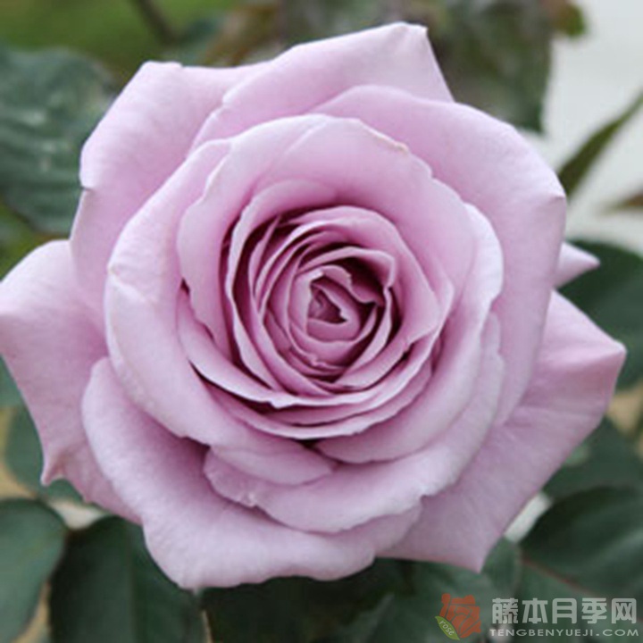 X小姐Lady X X小姐Lady X