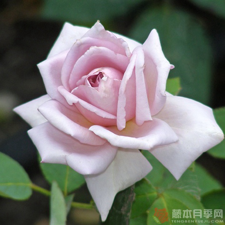 X小姐Lady X X小姐Lady X