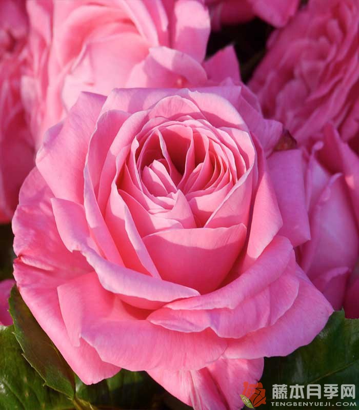 月季花招虫子怎么办 月季花招虫子怎么办