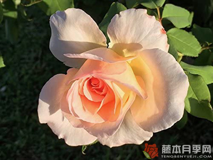 阿尔卑斯山的落日 阿尔卑斯山的落日
