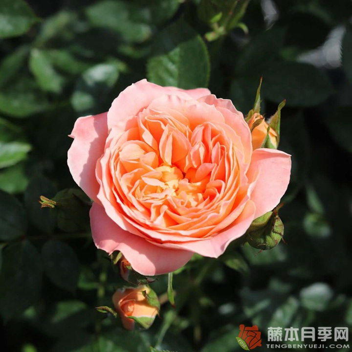 阿尔卑斯山的落日 阿尔卑斯山的落日