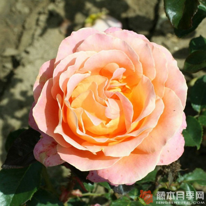 阿尔卑斯山的落日 阿尔卑斯山的落日