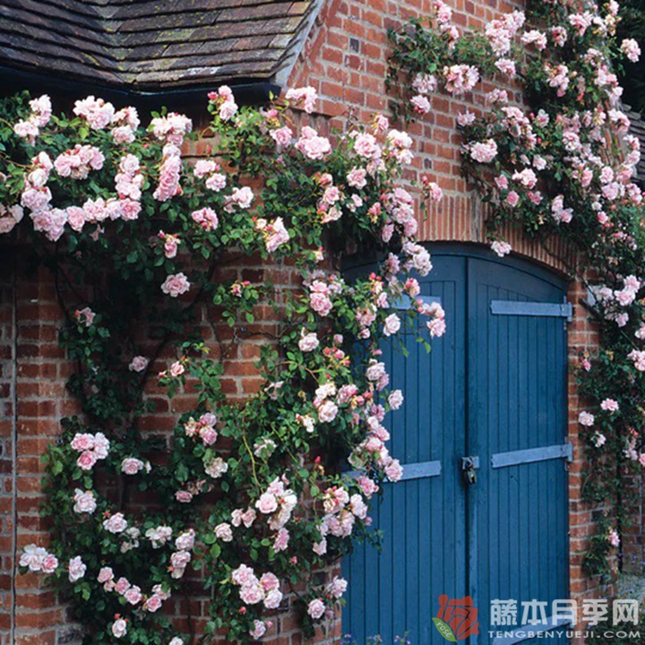 阿尔伯丁Albertine 阿尔伯丁Albertine