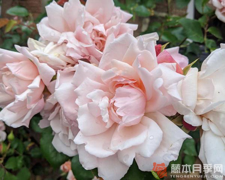 阿尔伯丁Albertine 阿尔伯丁Albertine