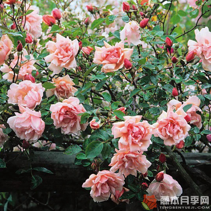 阿尔伯丁Albertine 阿尔伯丁Albertine