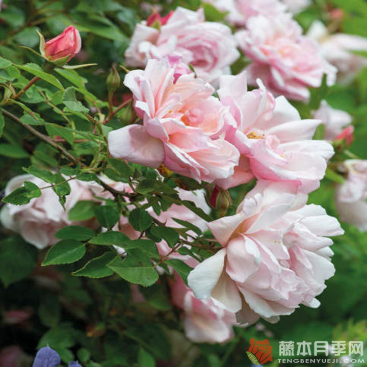阿尔伯丁Albertine 阿尔伯丁Albertine