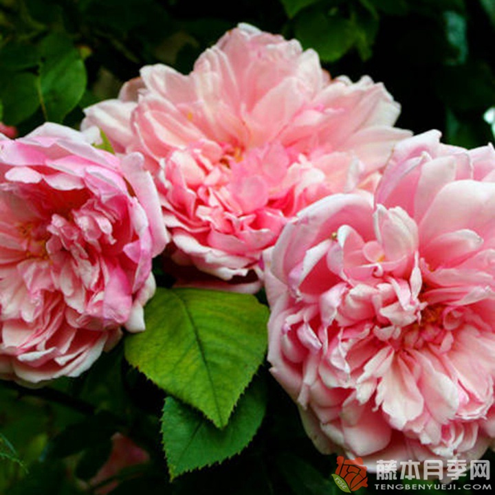 阿尔伯丁Albertine 阿尔伯丁Albertine