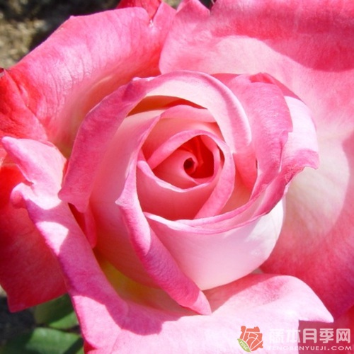 阿尔蒂斯75(Altesse 75) 阿尔蒂斯75(Altesse 75)