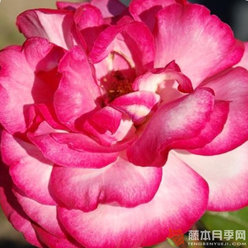 阿尔蒂斯75(Altesse 75) 阿尔蒂斯75(Altesse 75)