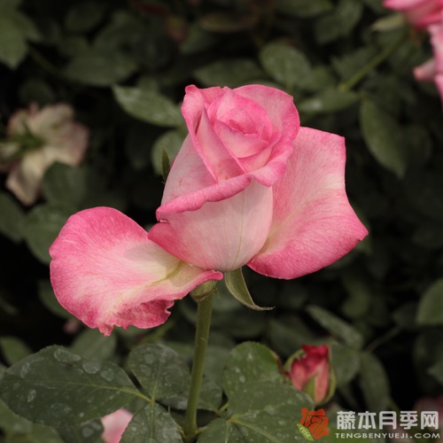 阿尔蒂斯75(Altesse 75) 阿尔蒂斯75(Altesse 75)