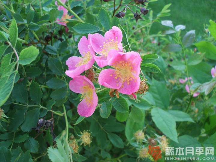 1653827585459241.jpg 1024px-Rosa_arkansana.jpg