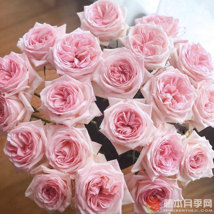 荔枝玫瑰 荔枝玫瑰