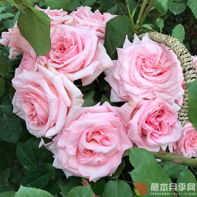 荔枝玫瑰/粉荔枝 荔枝玫瑰/粉荔枝