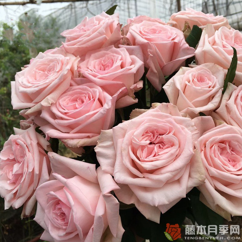 荔枝玫瑰 荔枝玫瑰