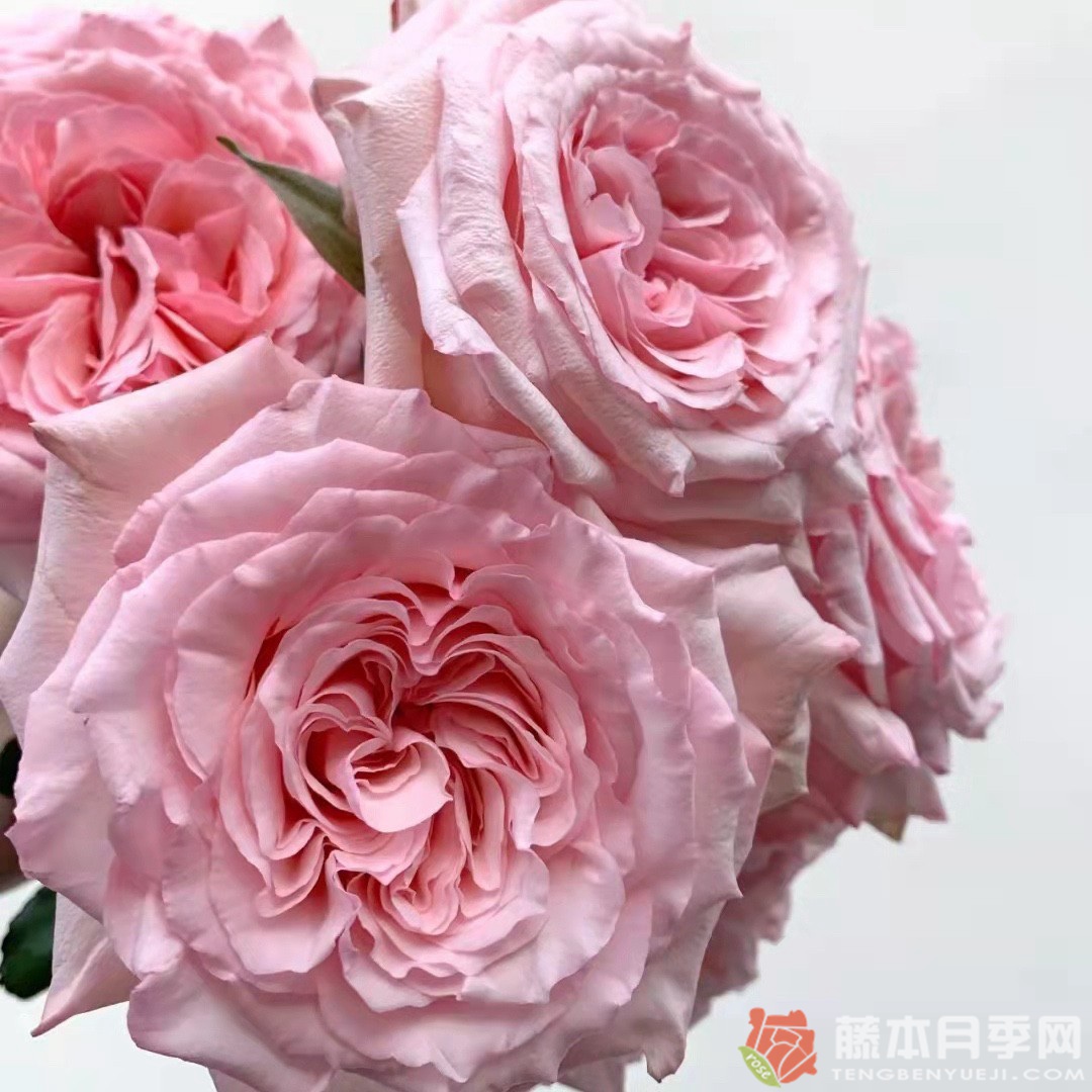 荔枝玫瑰 荔枝玫瑰