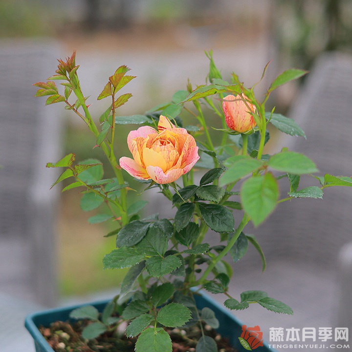 果汁飞溅 果汁飞溅