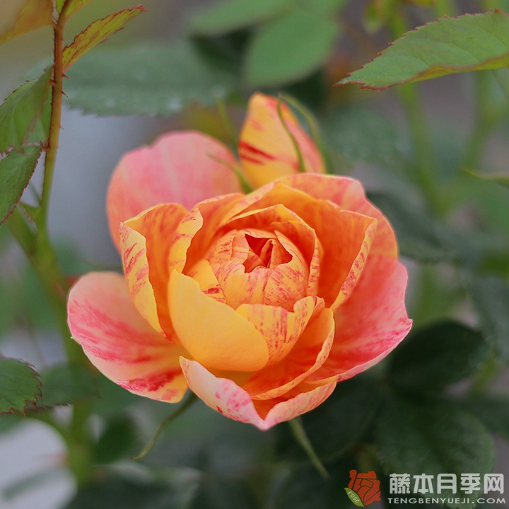 果汁飞溅 果汁飞溅
