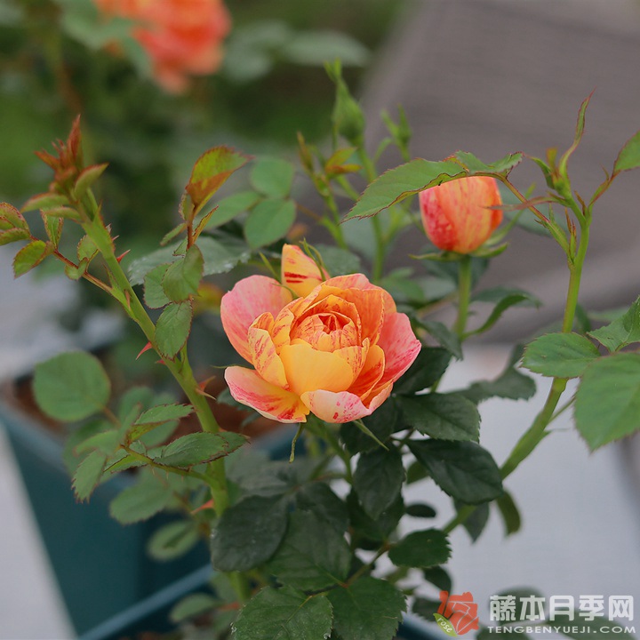 果汁飞溅 果汁飞溅