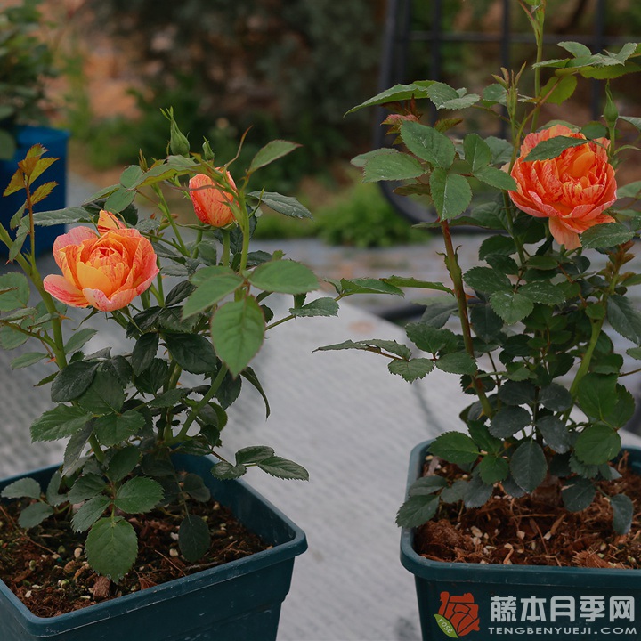 果汁飞溅 果汁飞溅