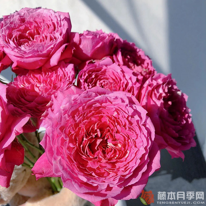 樱桃朱丽叶Julieta Cerise 樱桃朱丽叶Julieta Cerise
