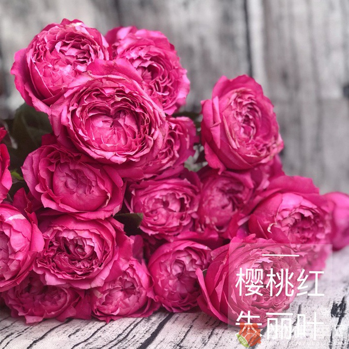 樱桃朱丽叶Julieta Cerise 樱桃朱丽叶Julieta Cerise