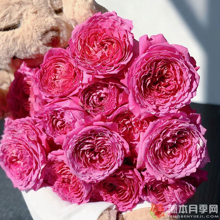 樱桃朱丽叶Julieta Cerise 樱桃朱丽叶Julieta Cerise
