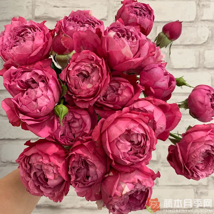 樱桃朱丽叶Julieta Cerise 樱桃朱丽叶Julieta Cerise